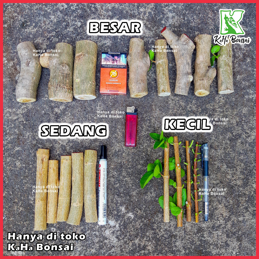 Bibit Bonsai Sancang Stek Sancang Besar Fres Bahan Bonsai Sancang Stek Sancang Murah Bibit Sancang B