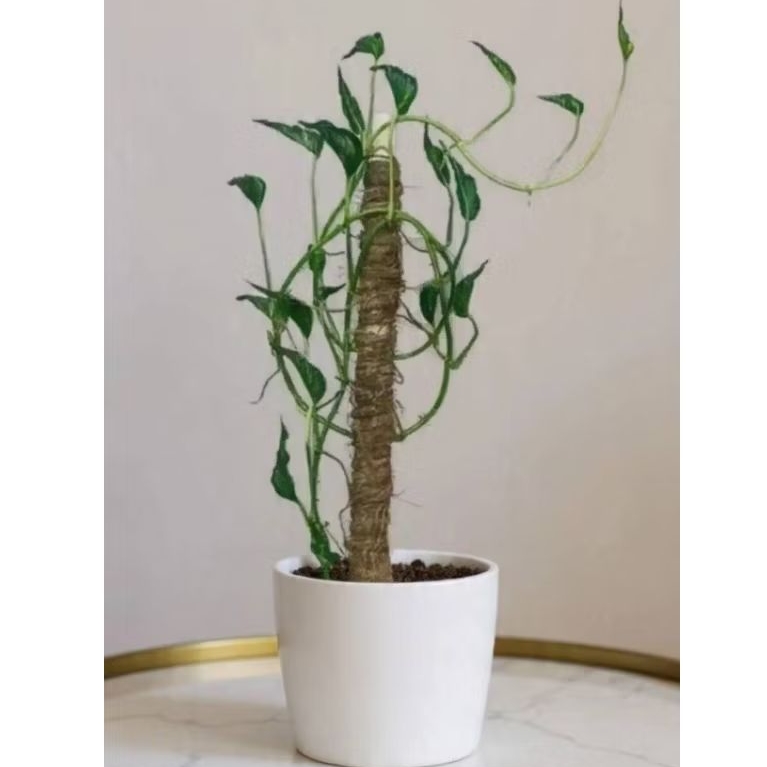 Tanaman hias epipremnum shangrila - Sangrila epipremnum aureum shangrila