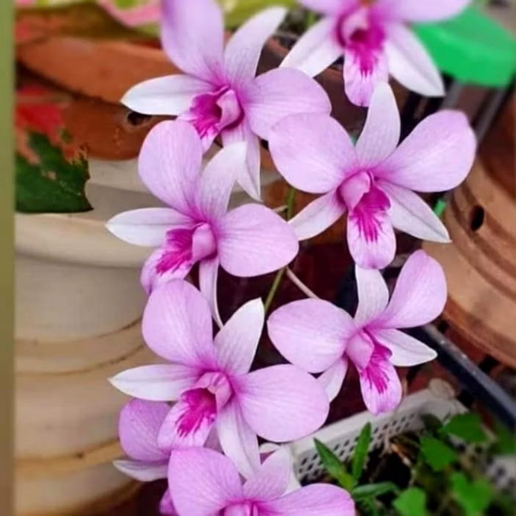 tanaman hias anggrek dendrobium mentangai_sp kalimantan