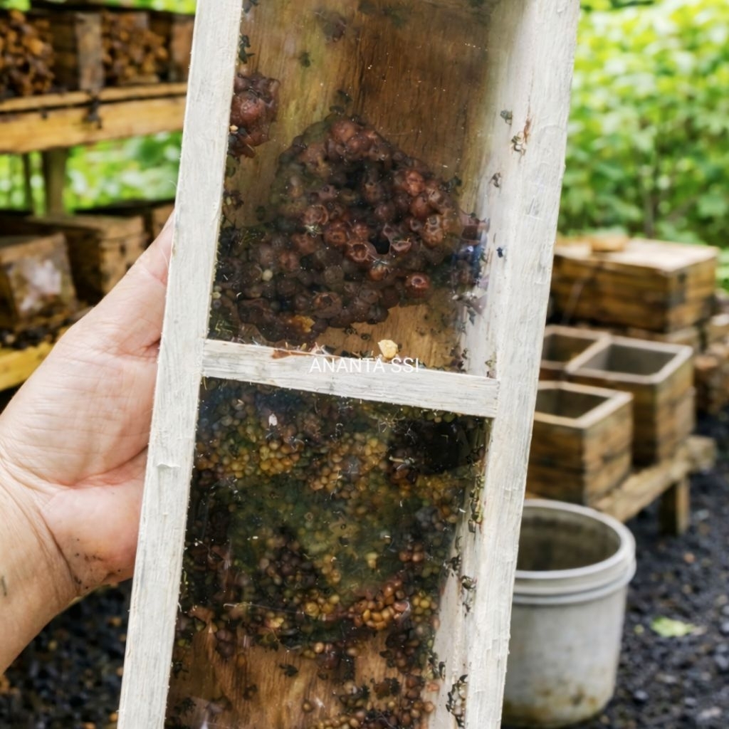 PRE ORDER Bibit Lebah Klanceng Trigona Leaviceps AKTIF SUPER ULTRA Dengan Kotak Ukuran KECIL BESAR