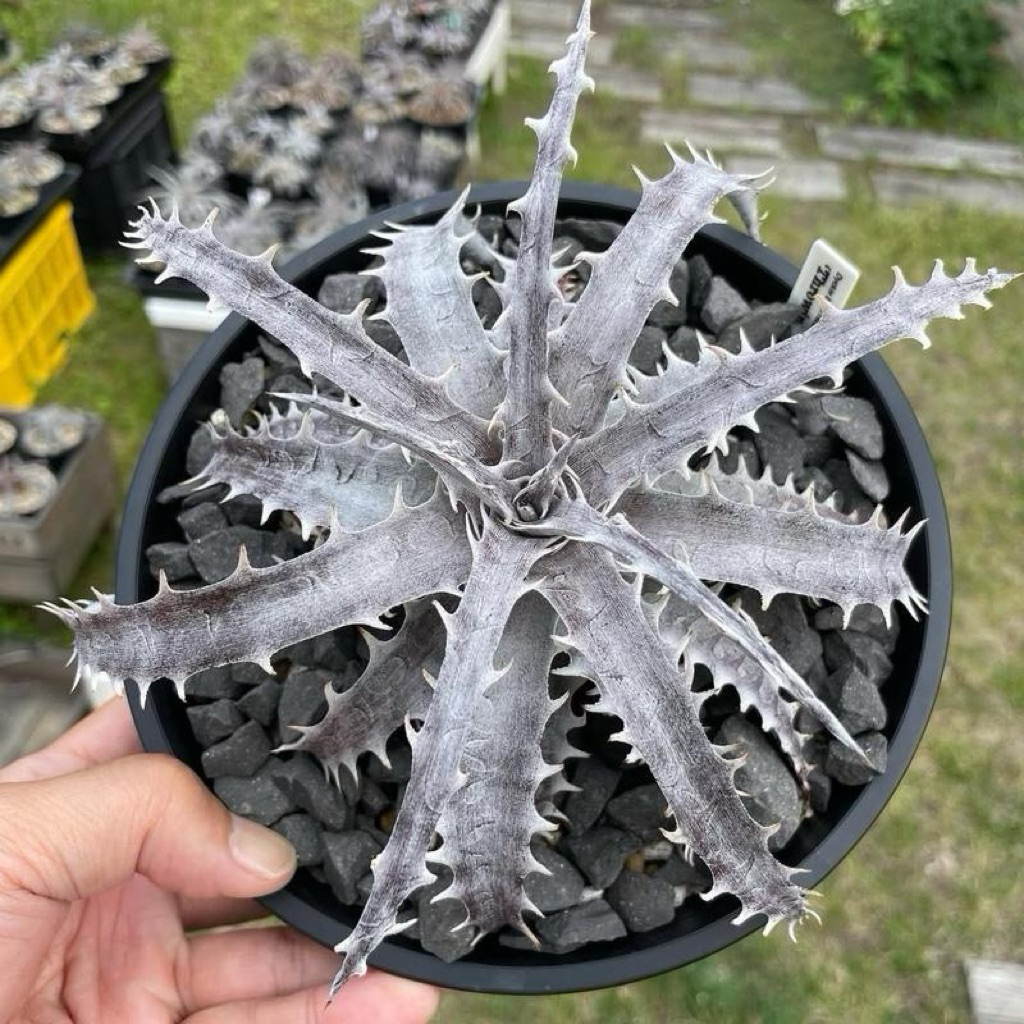 Dyckia silver | Tanaman Dyckia | Dyckia throwing star silver
