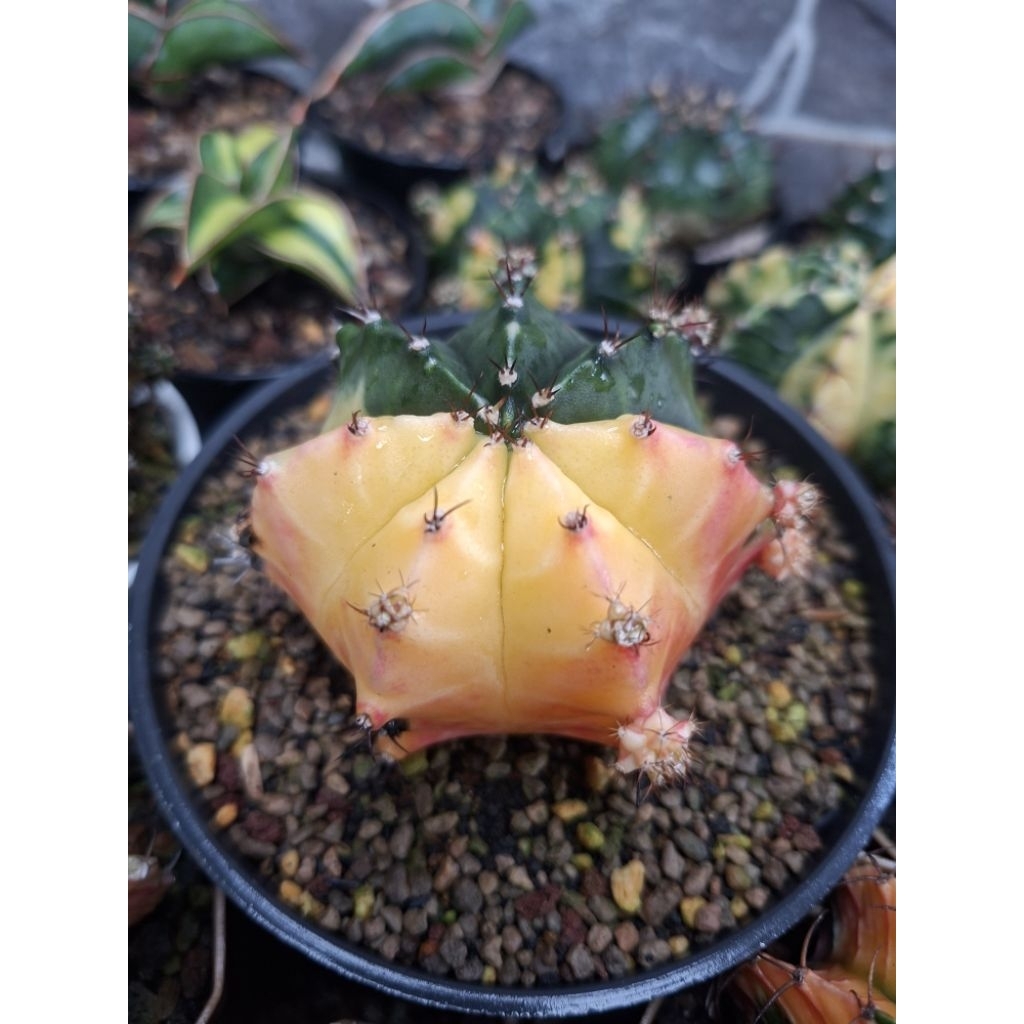 Gymnocalycium Miha Hybrid Varigata Gymno Miha Hybrid