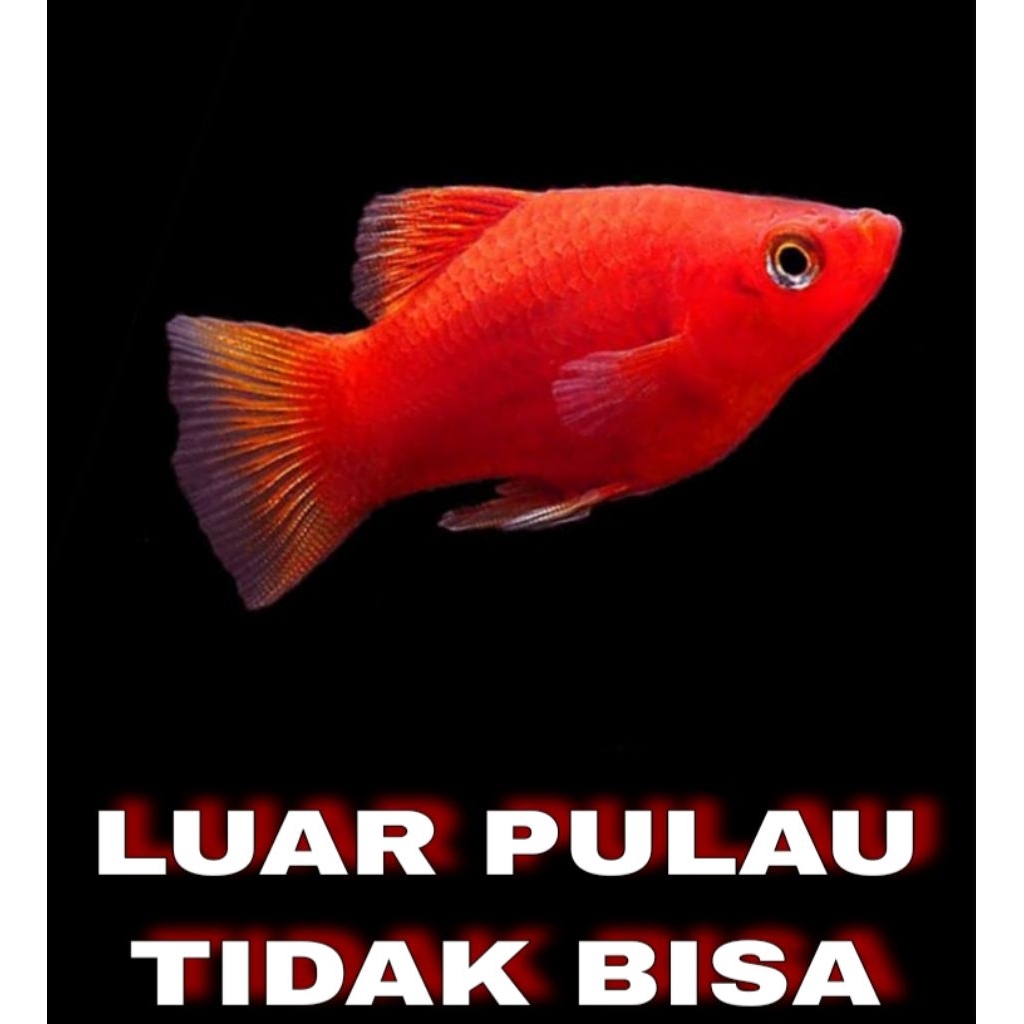 platy red platy merah hiasan aquarium