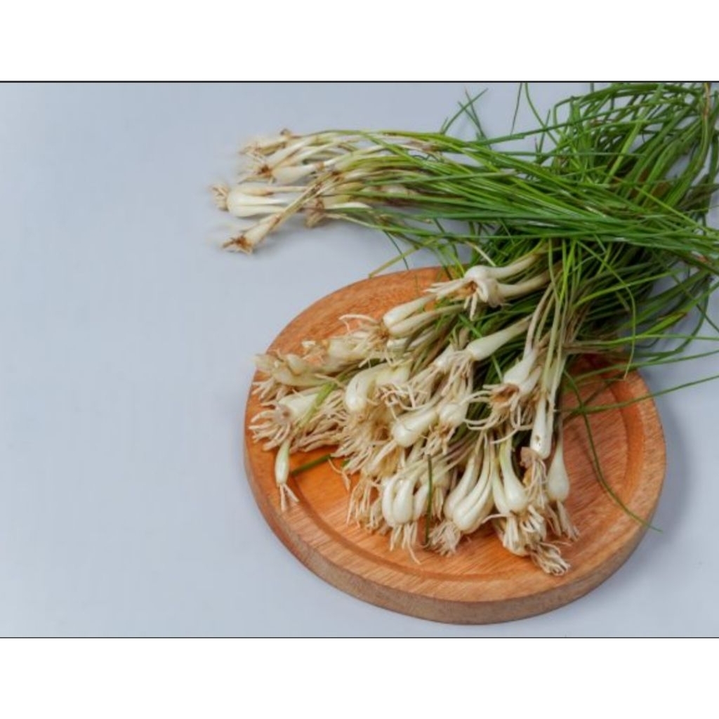 Bawang kucai lokio organik  1 ikat