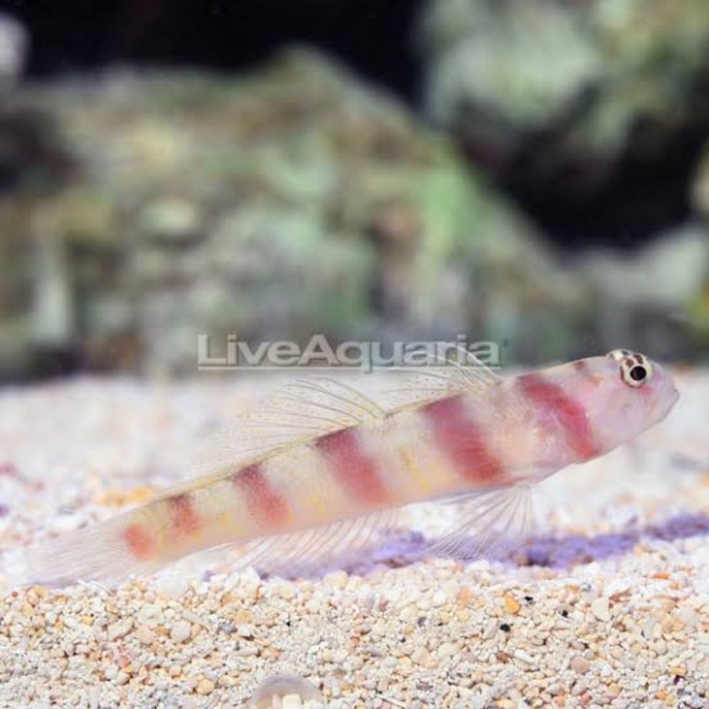 Ikan Hias Air Laut Jabing Lorek (Steinitz Goby)