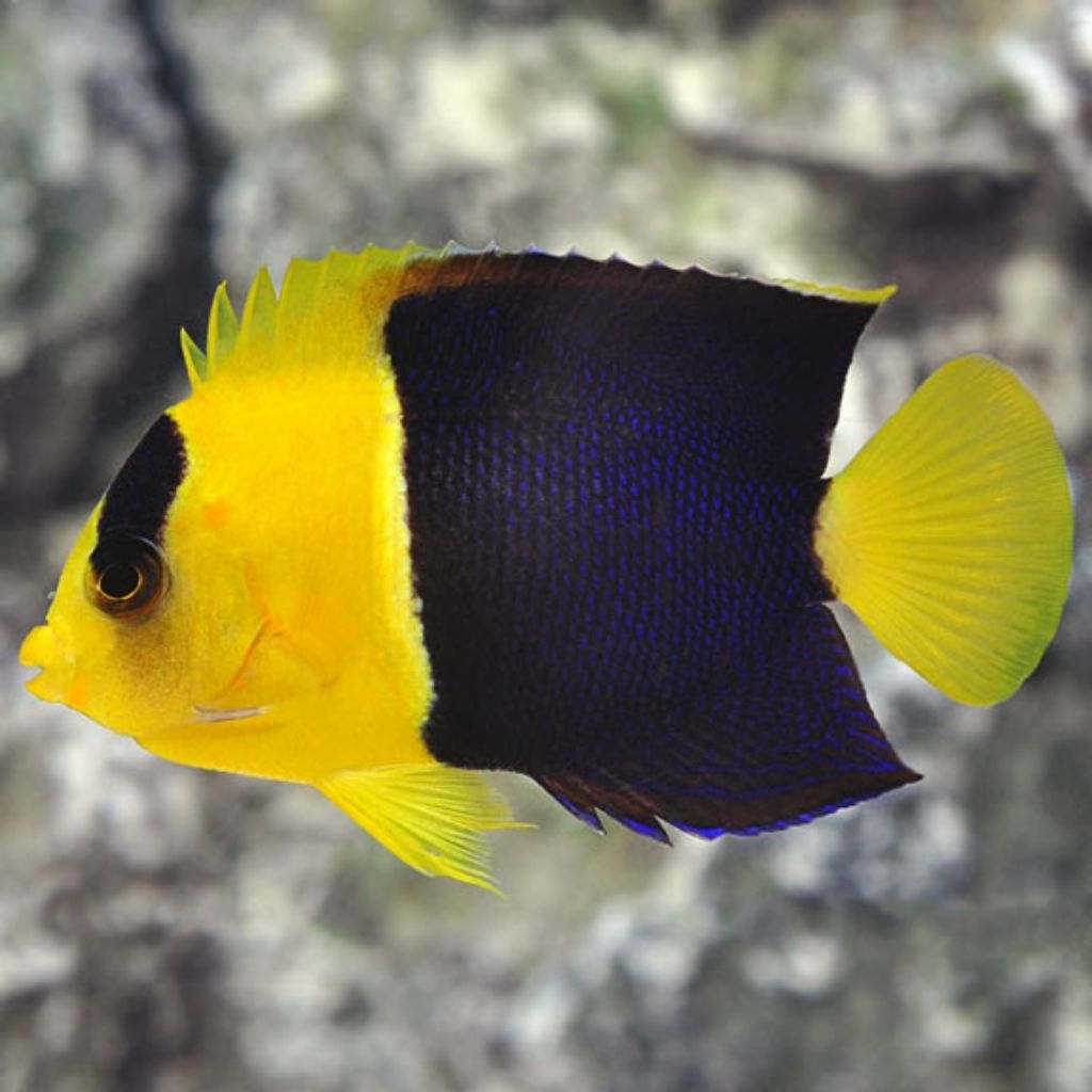 Ikan Hias Air Laut Angel BK (Bicolor Angelfish)
