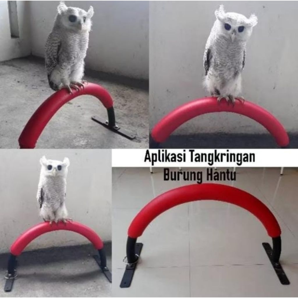 Tangkringan Burung Elang Dan Burung Hantu Tangkringan Burung Bahan Kuat