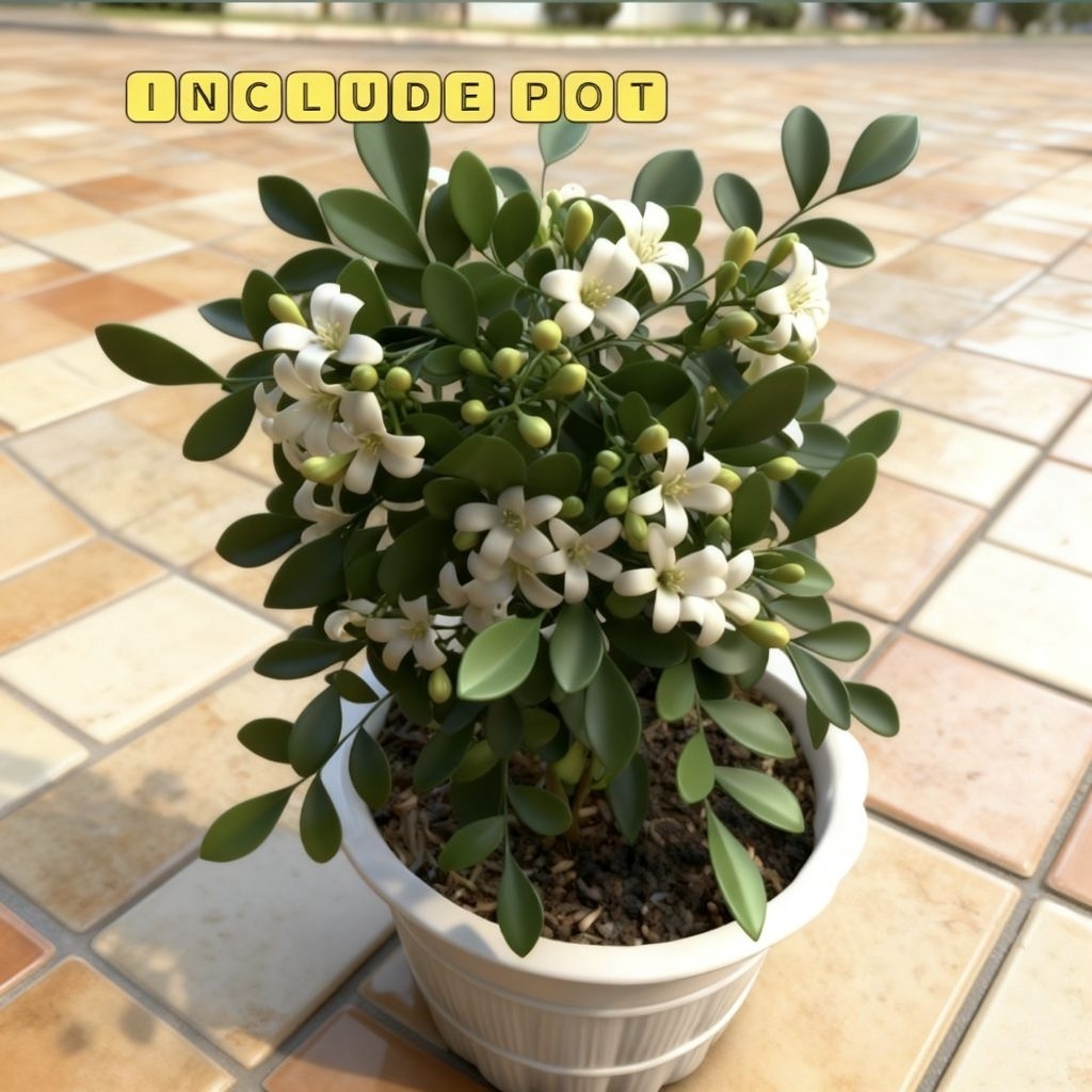 kemuning wangi mikro bahan bonsai tanaman hias hidup indoor + dengan pot nya Semarang Jawa Tengah ja