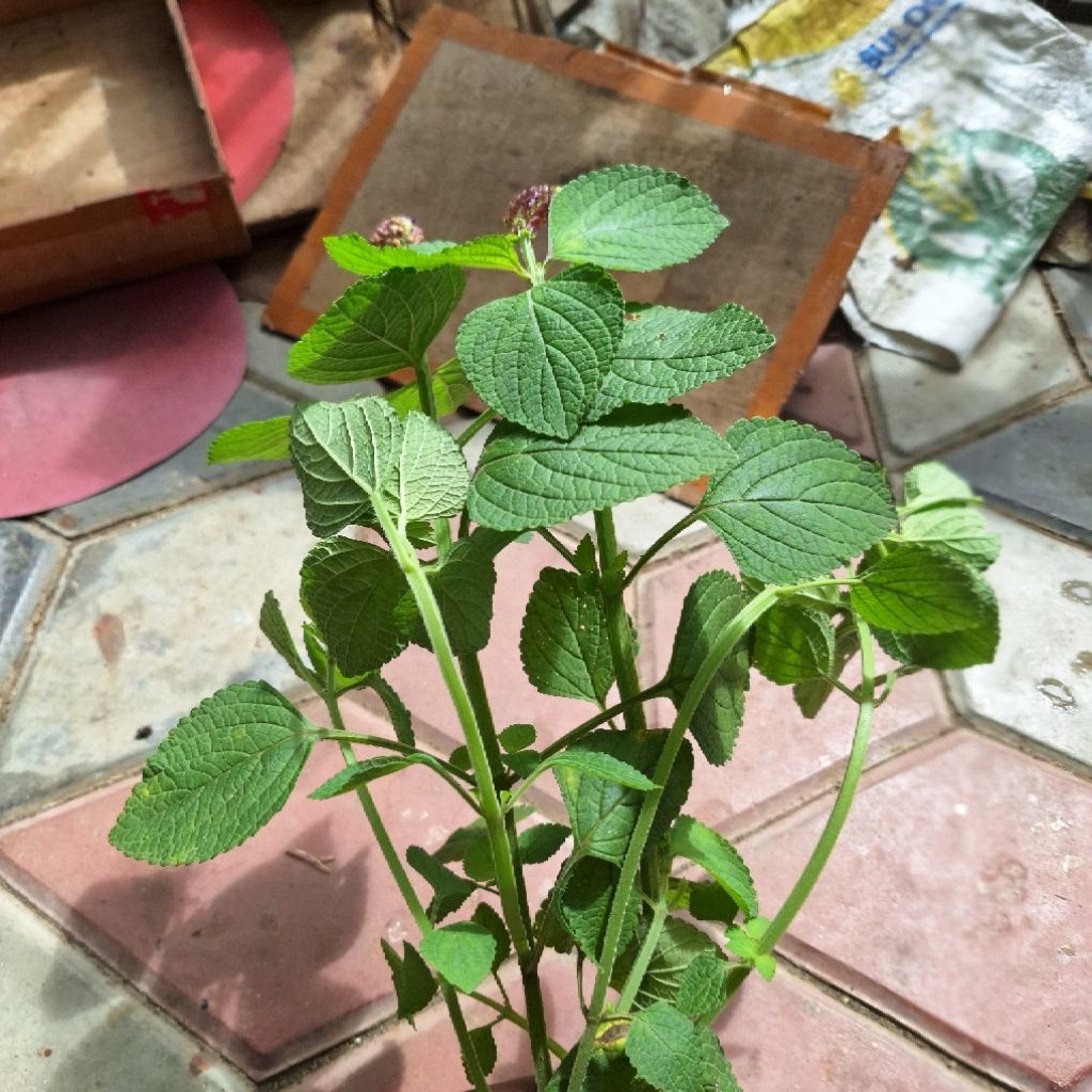 Perilla frutescens L. Britton, Shiso Merah/Hijau, Daun Oba, Kemangi Cina atau Kemangi Liar, Tanaman 