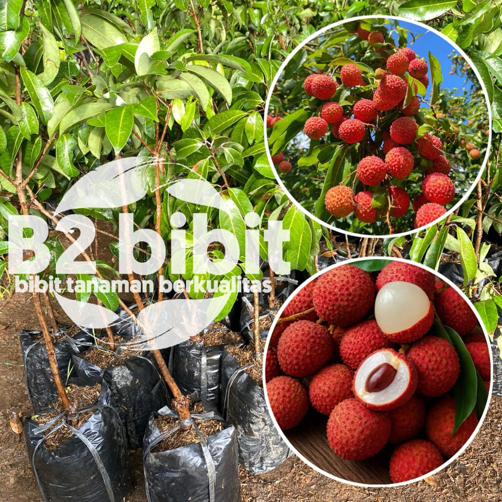 Bibit buah LECI MERAH sudah hasil (okulasi) cepat berbuah berkualitas