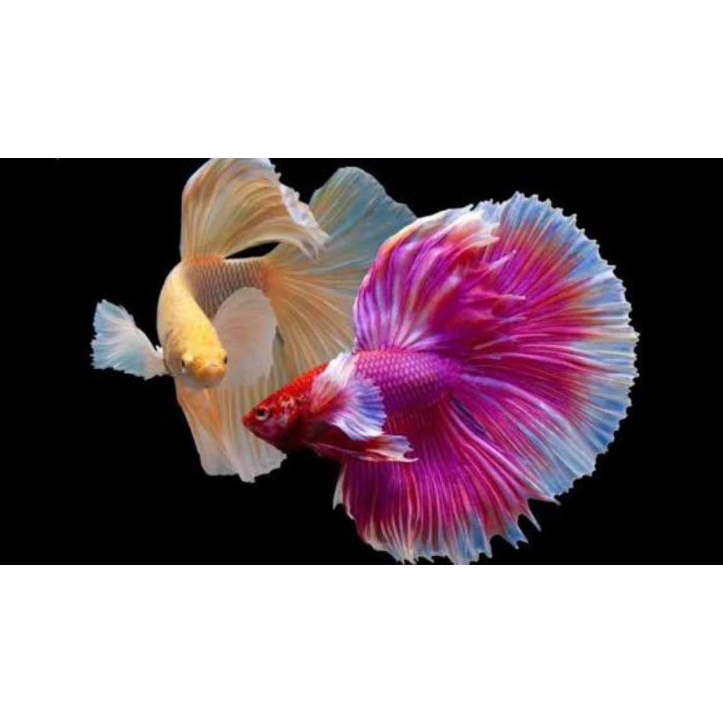 ikan hias cupang halfmoon