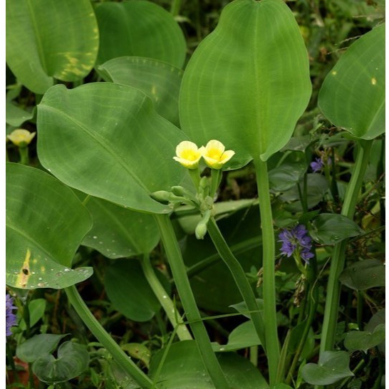 HASIL UNGGUL BENIH GENJER