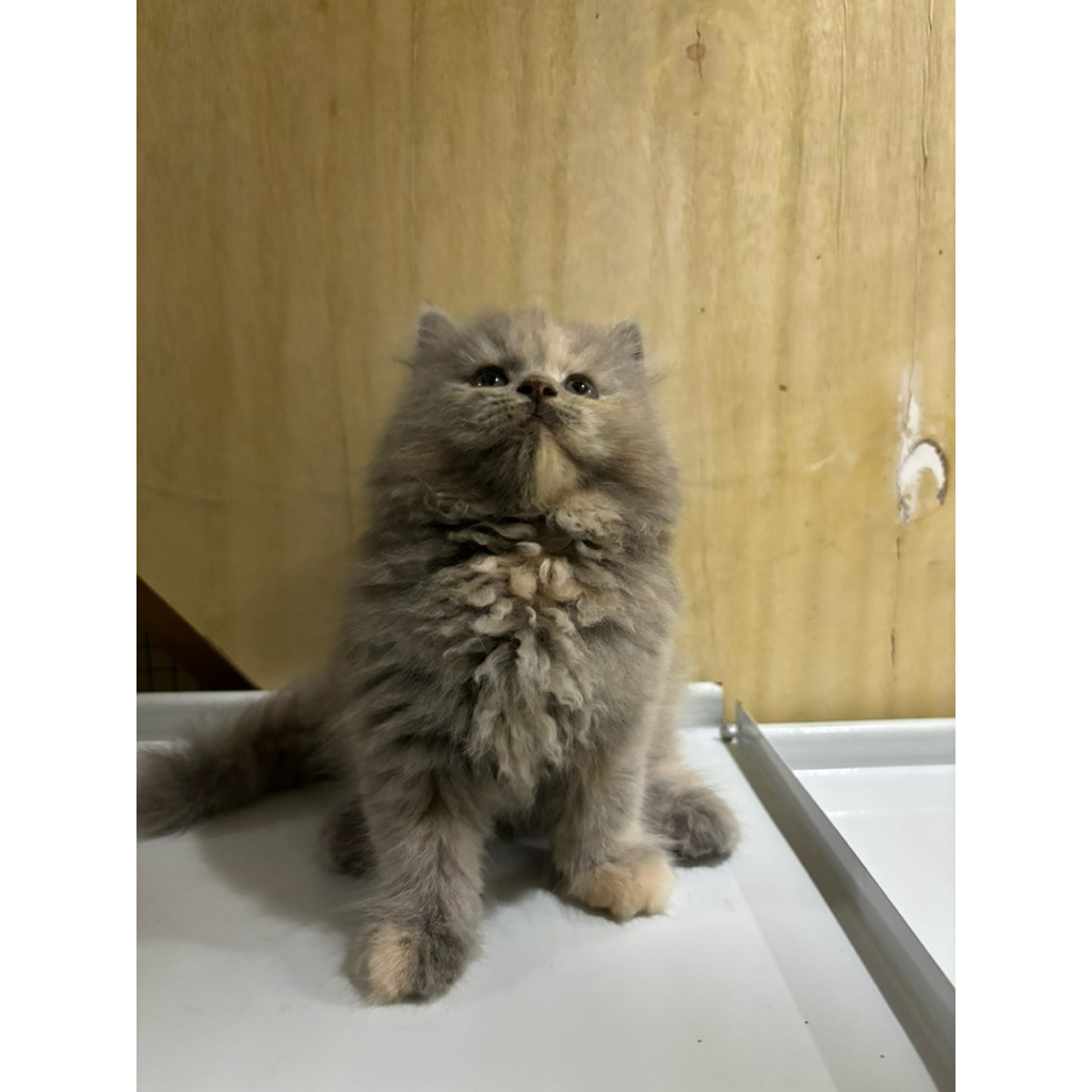 kitten mix ragdoll betina