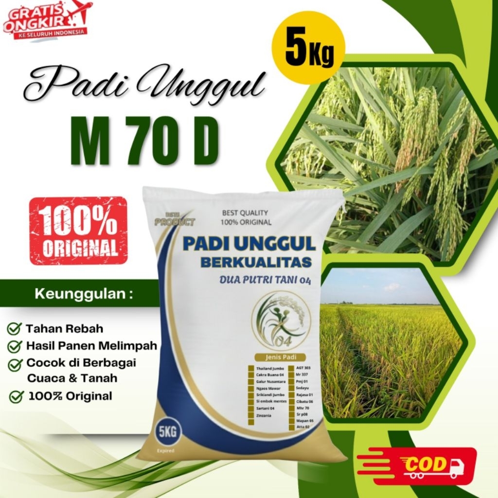 BIBIT PADI M 70 D KEMASAN 5KG