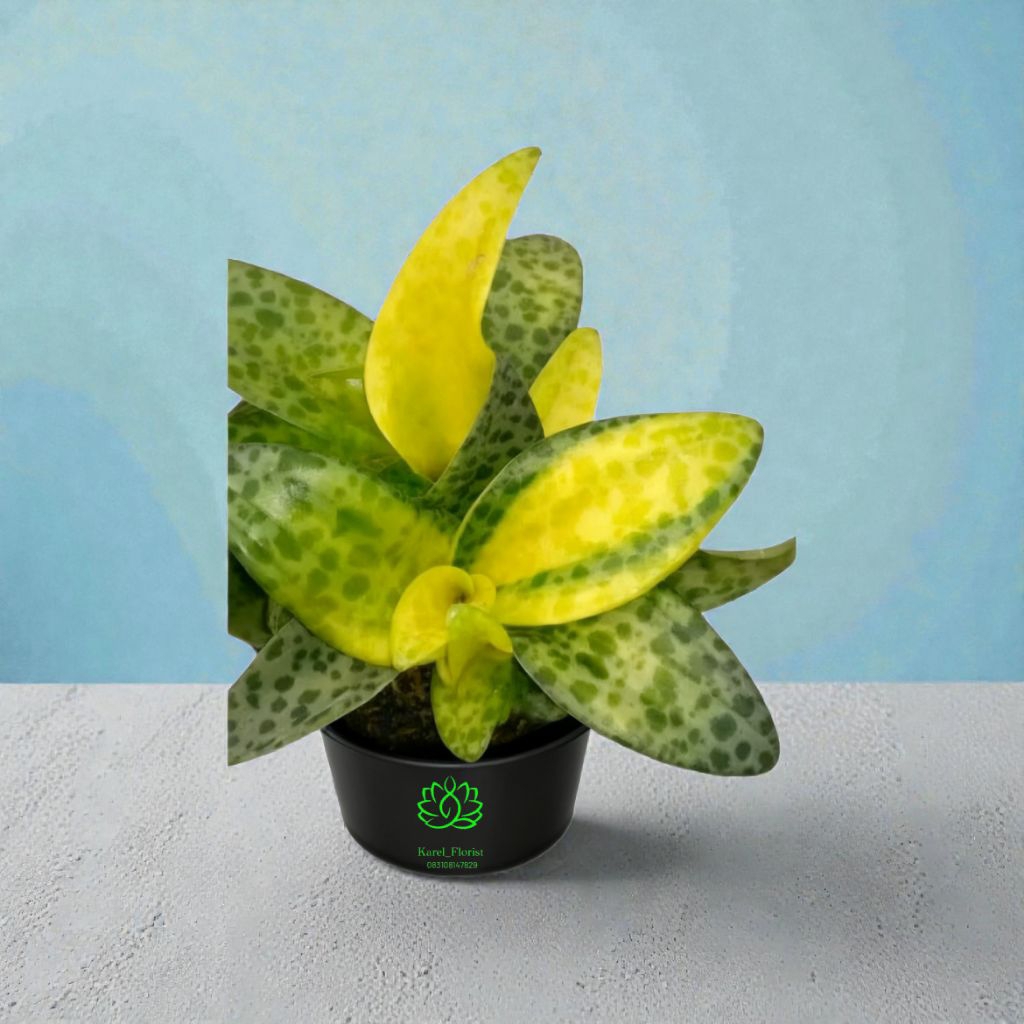 Tanaman hidup lidah katak lemon