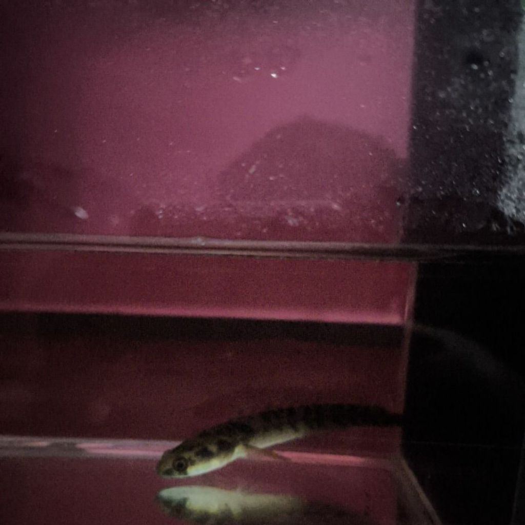 Ikan Hias Channa Maru Yellow Sentarum Ukuran 11-12 cm, Berkualitas Tinggi