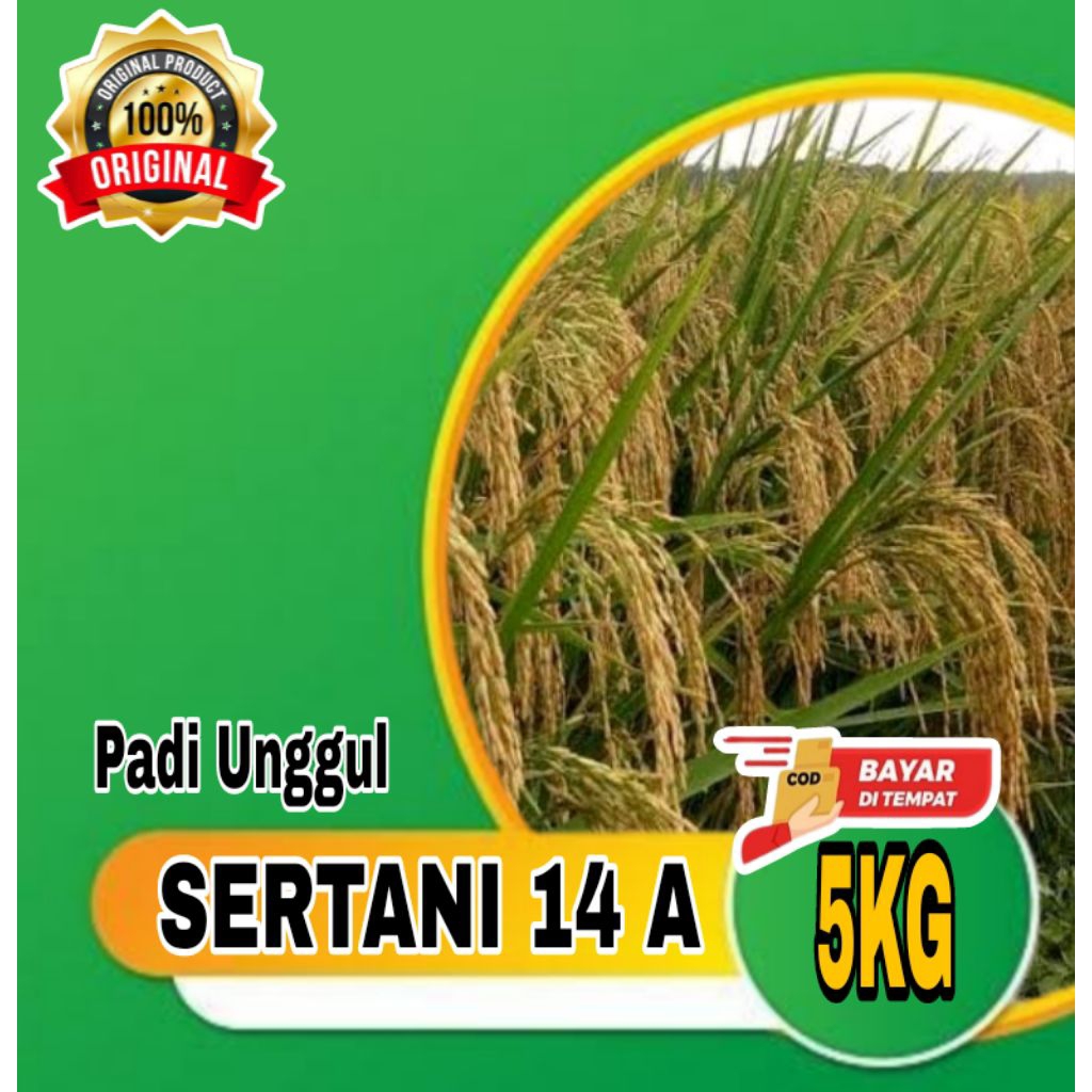 (5KG BENIH PADI) BIBIT PADI UNGGUL SERTANI 14 A