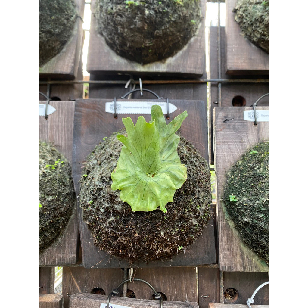 platycerium wandae dwarf