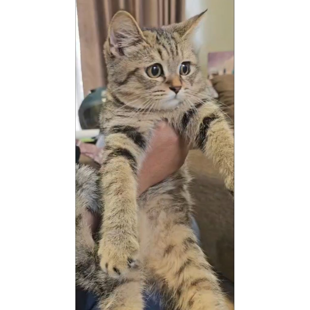 BSH golden tabby jantan