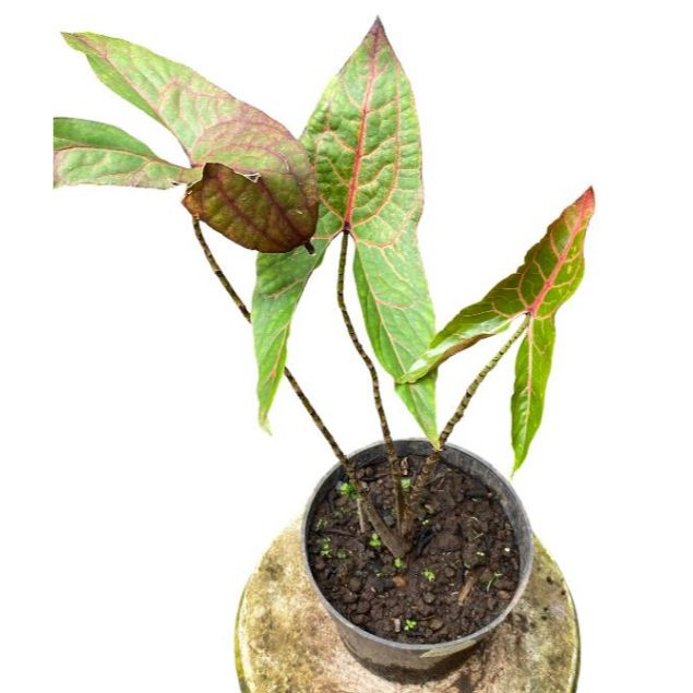 Cyrtosperma blackjack (johnstonii)