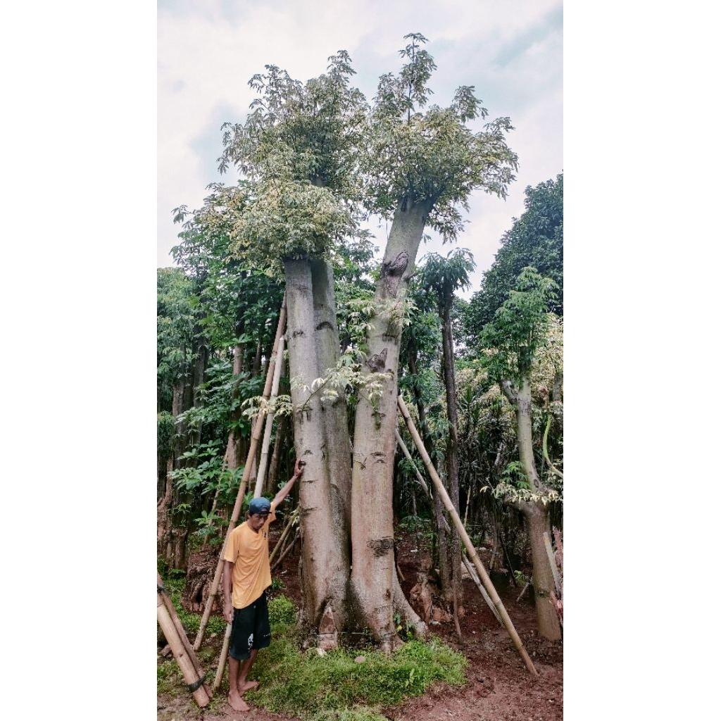 kapuk randu varigata