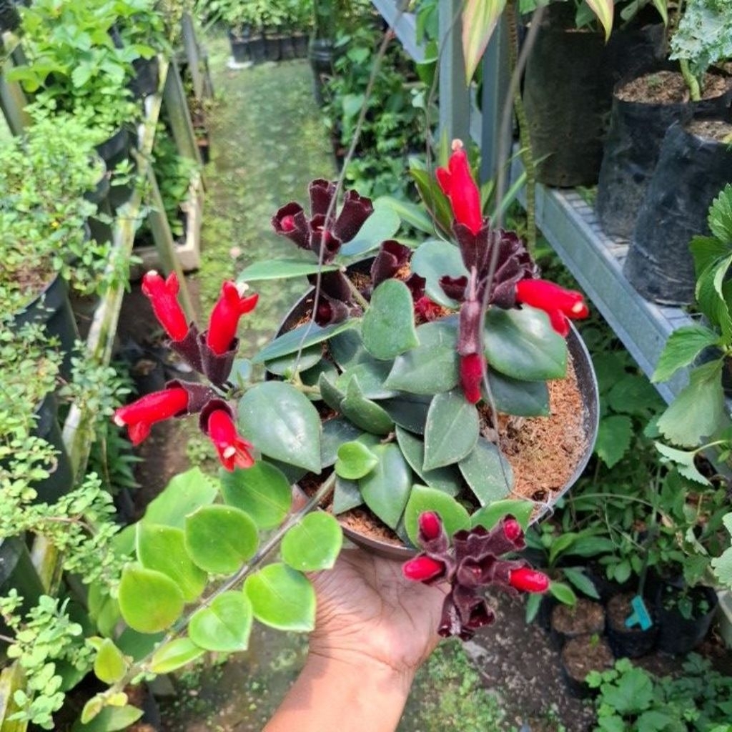 bibit tanaman hias bunga gantung lipstik