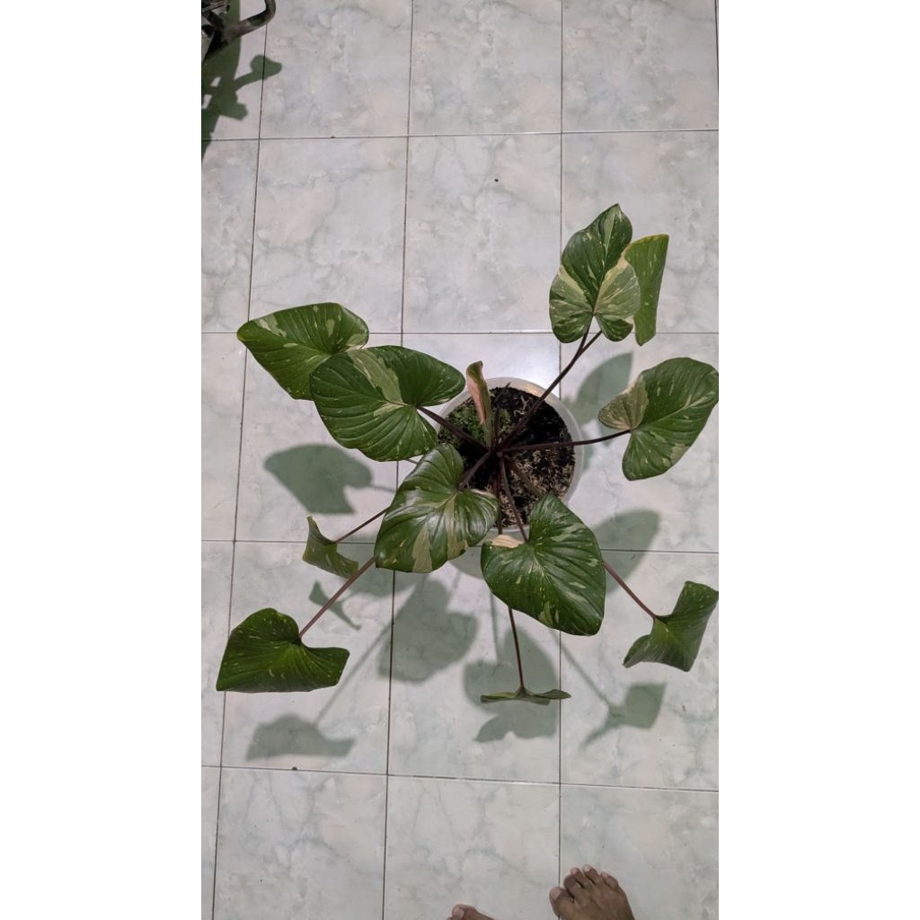 Homalomena Thai Stardust