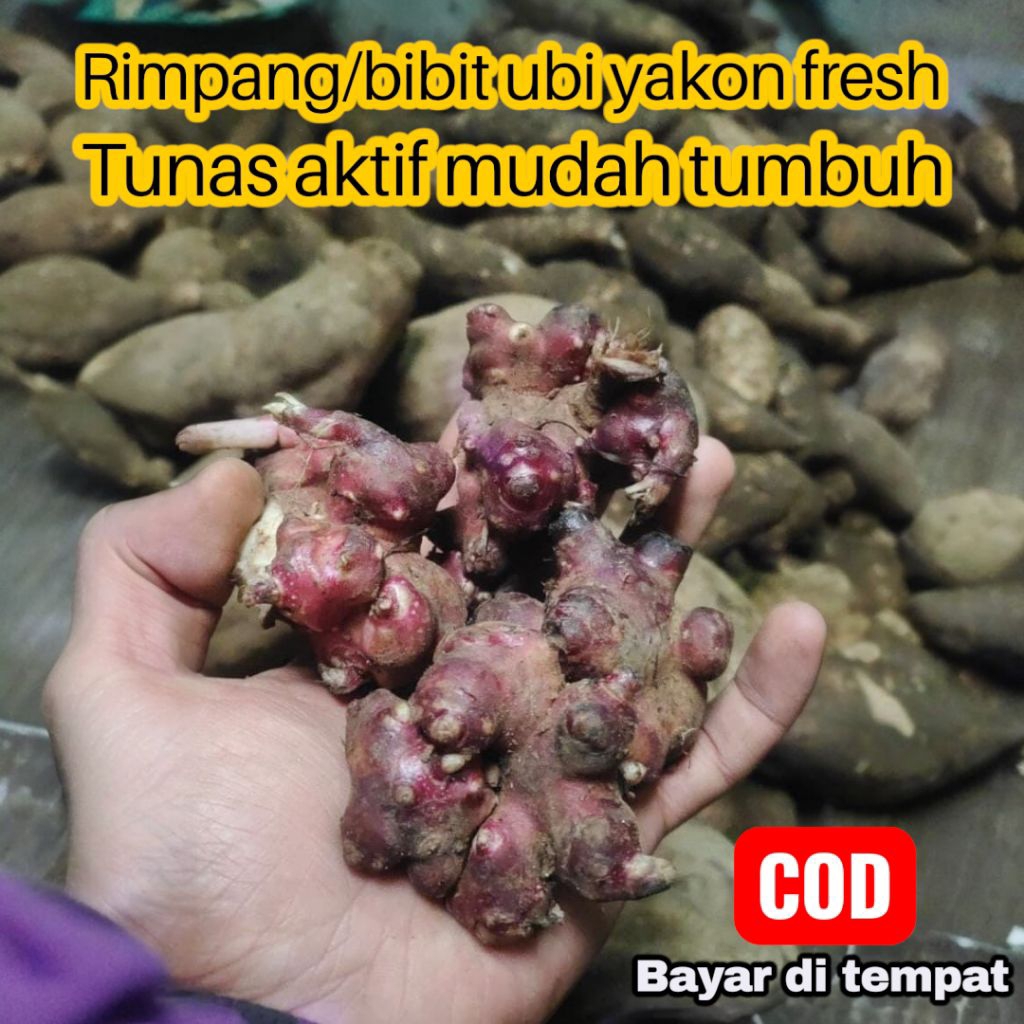 BIBIT UBI YAKON 1KG - Rimpang Segar Siap Tanam, Super Mudah Tumbuh (Asli Wonosobo)