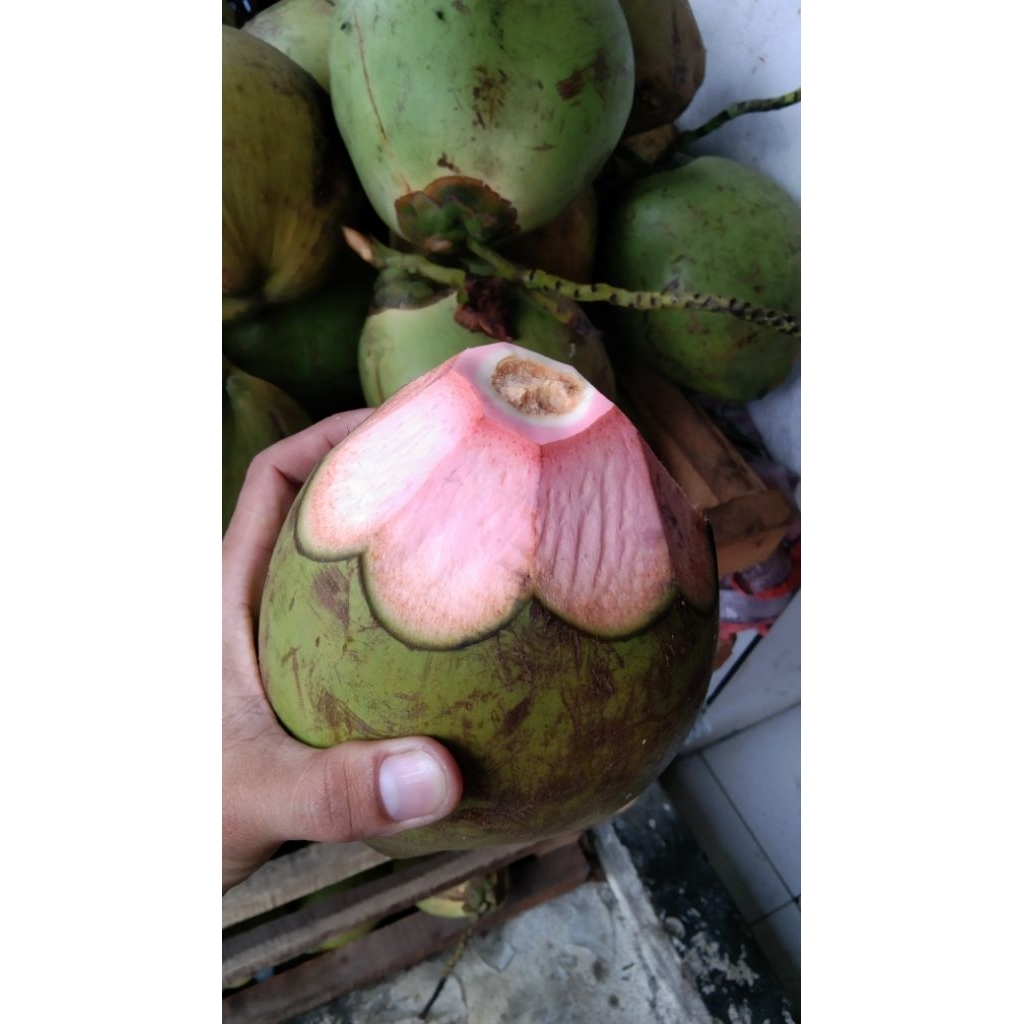 kelapa ijo obat alami