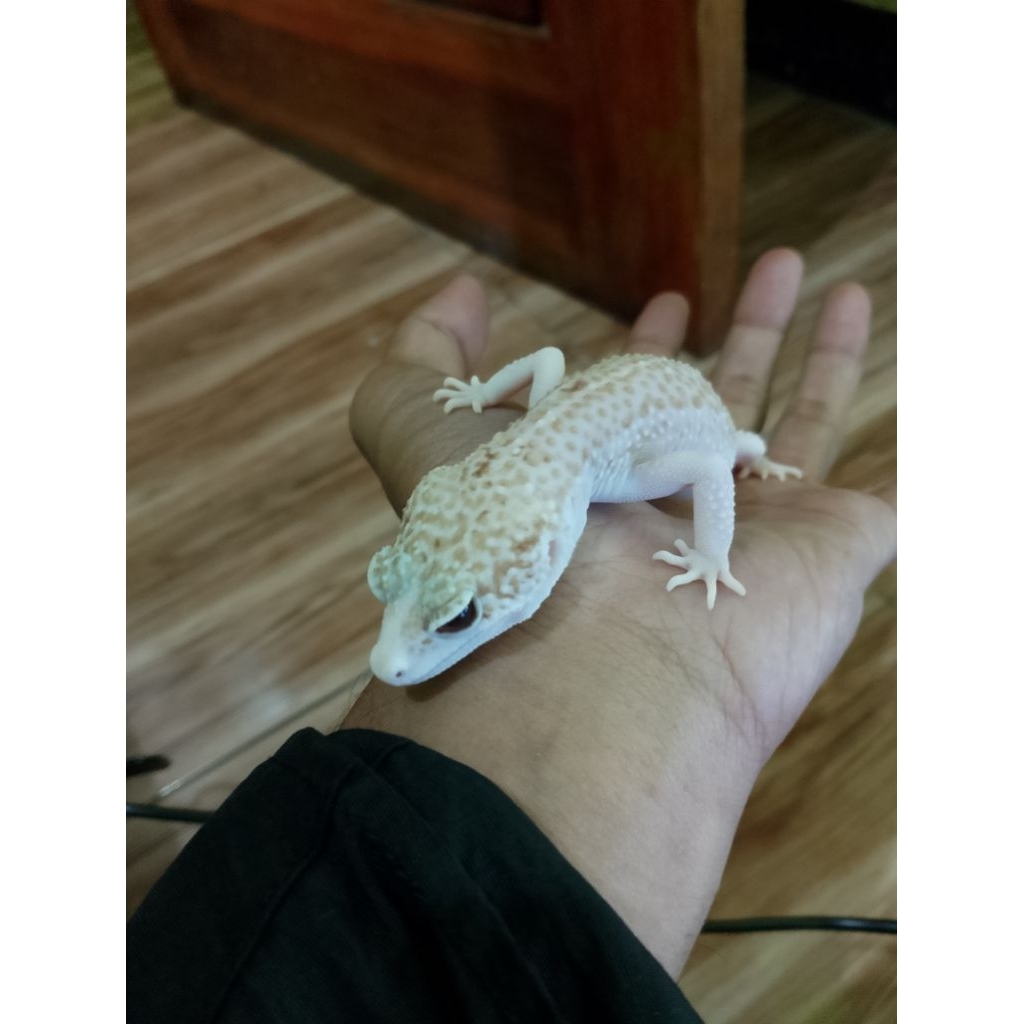 Gecko Super Snow Raptor Betina Umur 3 Tahun+