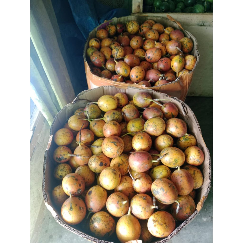 buah konyal markisa madu manis segar matang pohon