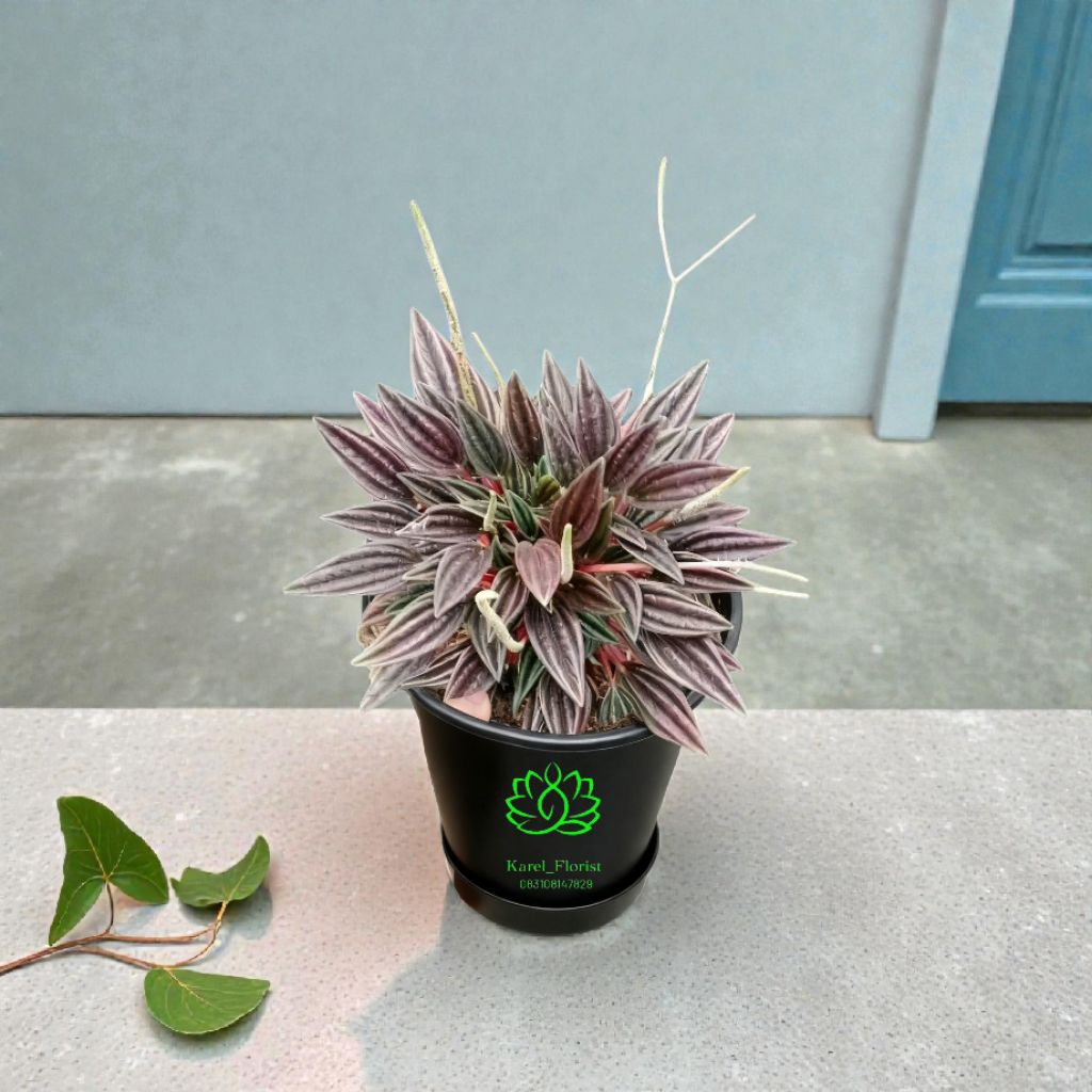 Tanaman hidup peperomia Roso red