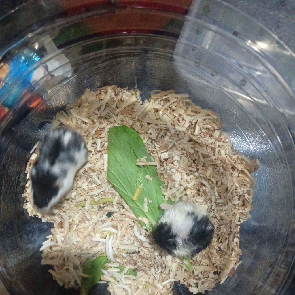 Hamster hidup Campbell