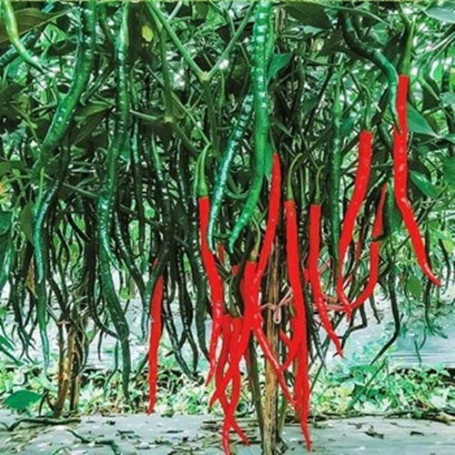 10 Biji Benih Cabe Keriting RED KRISS