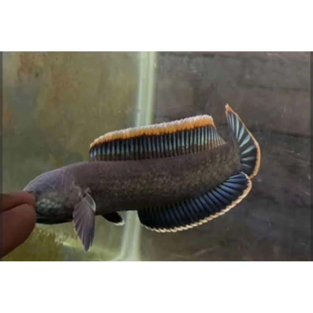 limbata WC/cb size 8-20cm