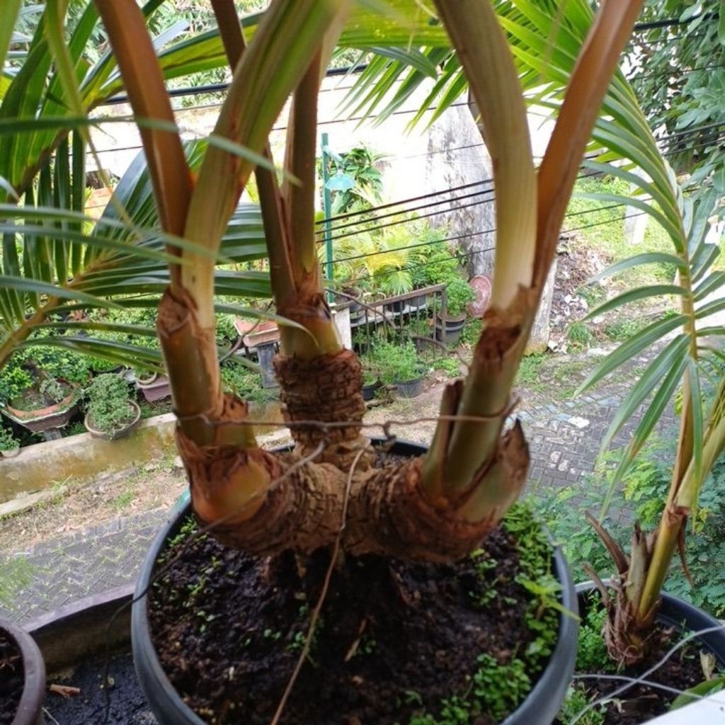 Bonsai Kelapa Cabang 3