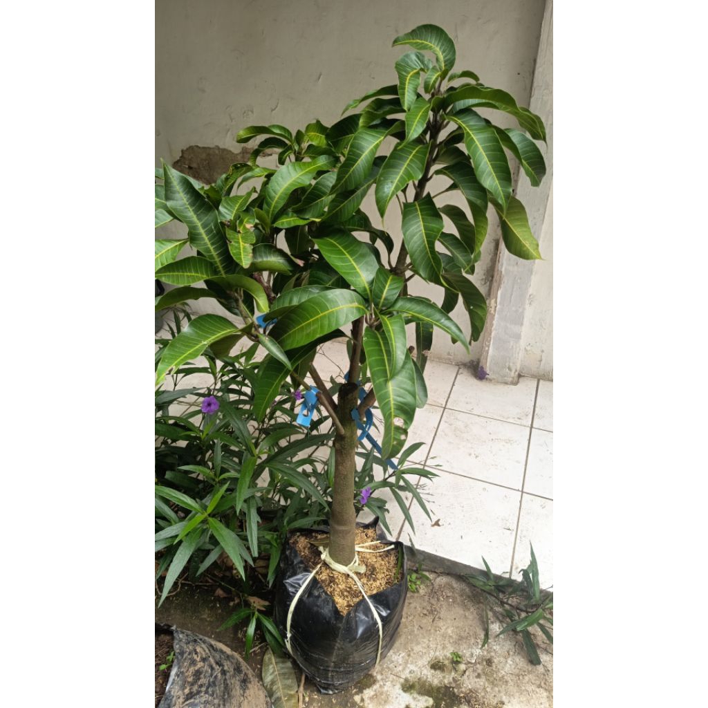 mangga kombinasi 2 jenis