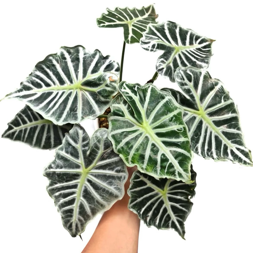 Alocasia parasol | Tanaman alocasia amazon mini | Alocasia parasol