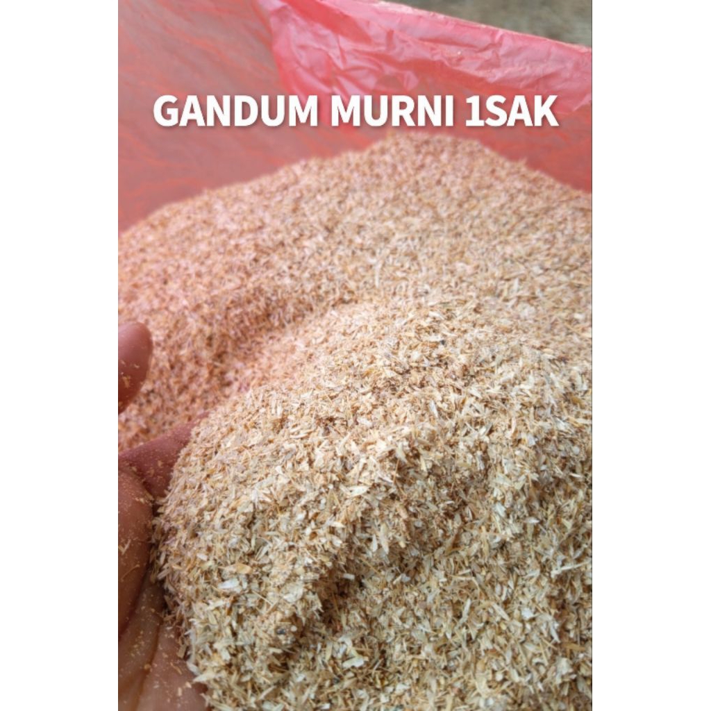 POLAR /DEDAK GANDUM BERKULITAS SERBAGUNA