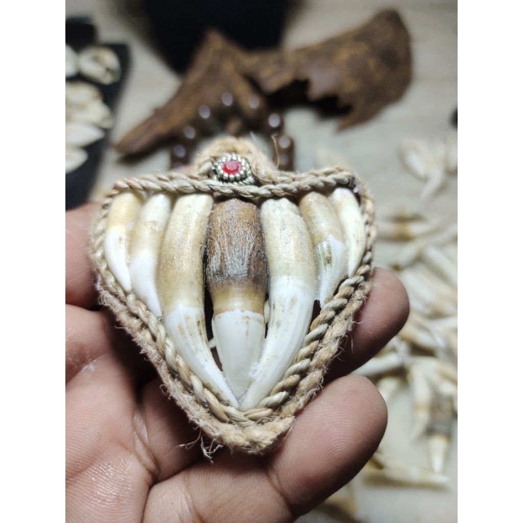 Liontin Taring Buaya Pancar 7