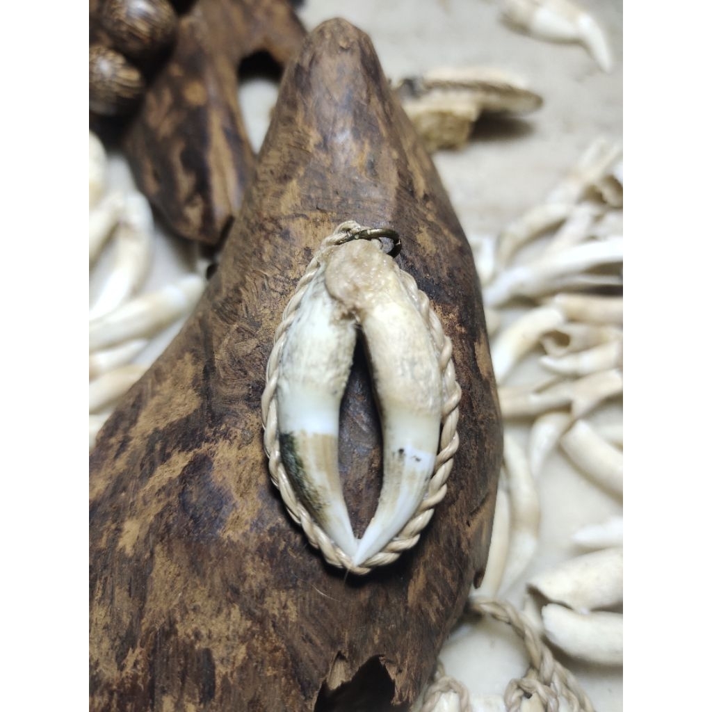 Liontin Taring Buaya Ngurak Lawas