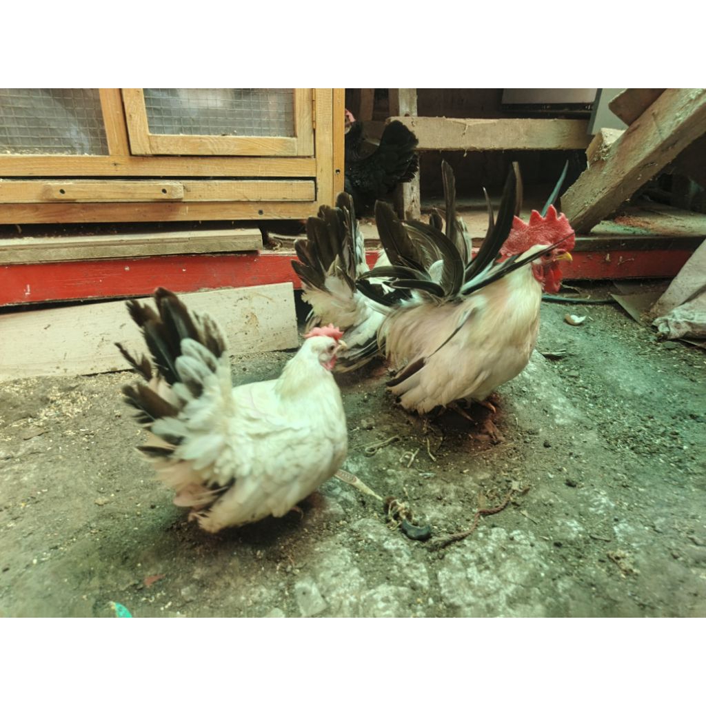 Ayam Kate (ChaboBlacktail)