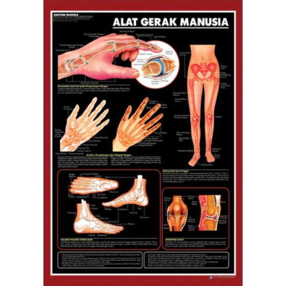 Poster Alat Gerak Manusia / Anatomi Manusia / Organ Tubuh Manusia
