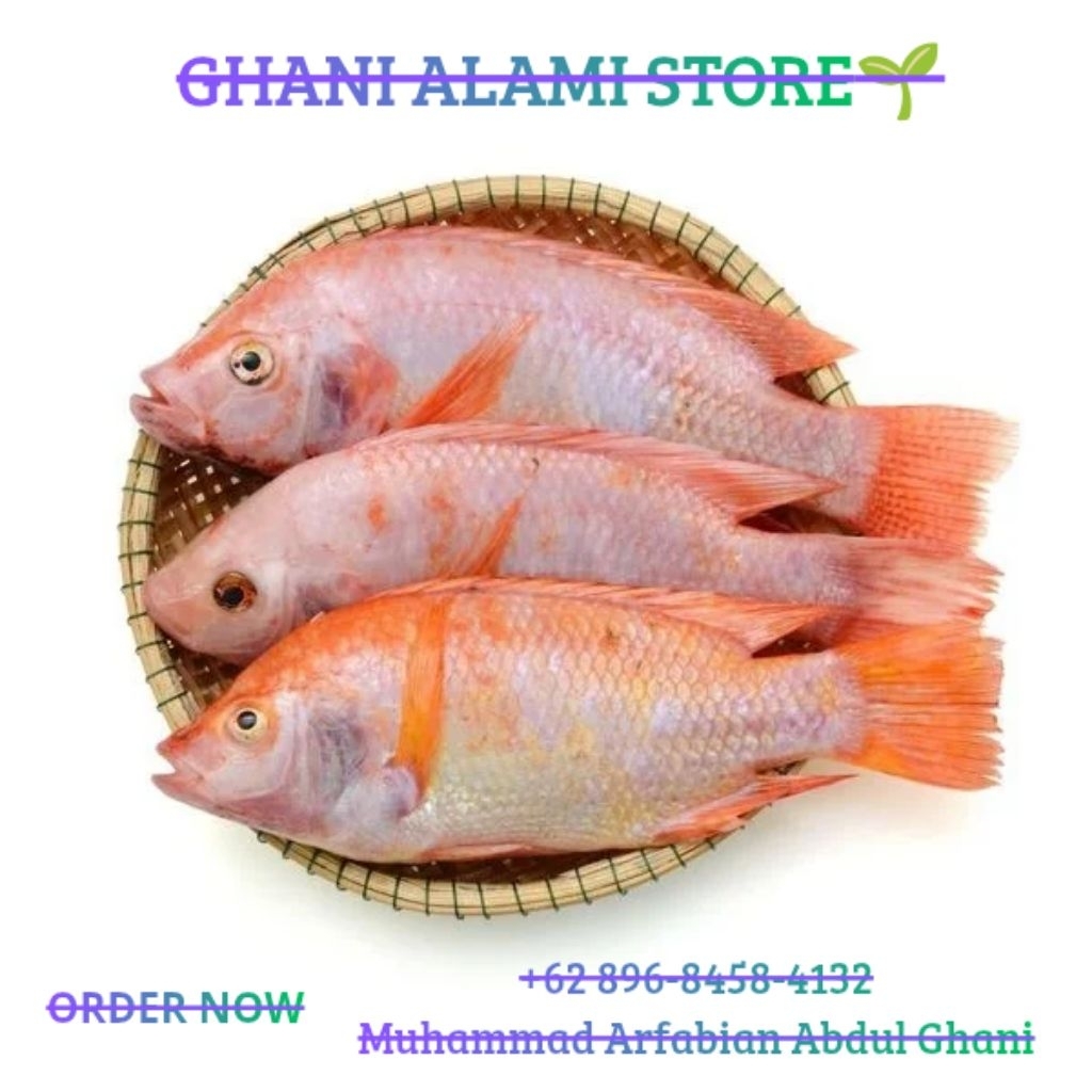 [Premium] Ikan Nila Bersih Segar 1Kg (Isi 3-5 Ekor) Kualitas Super