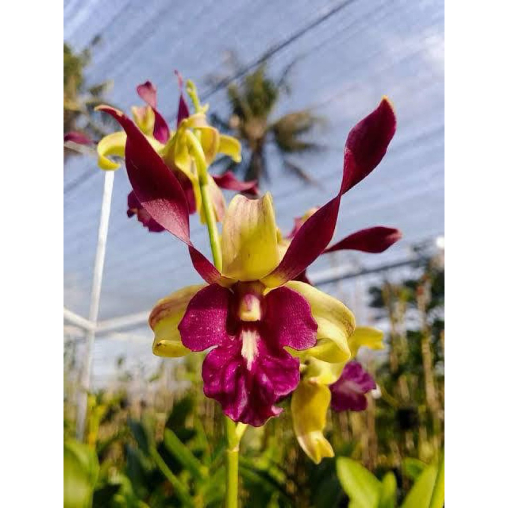 ANGGREK Dendro DEWASA