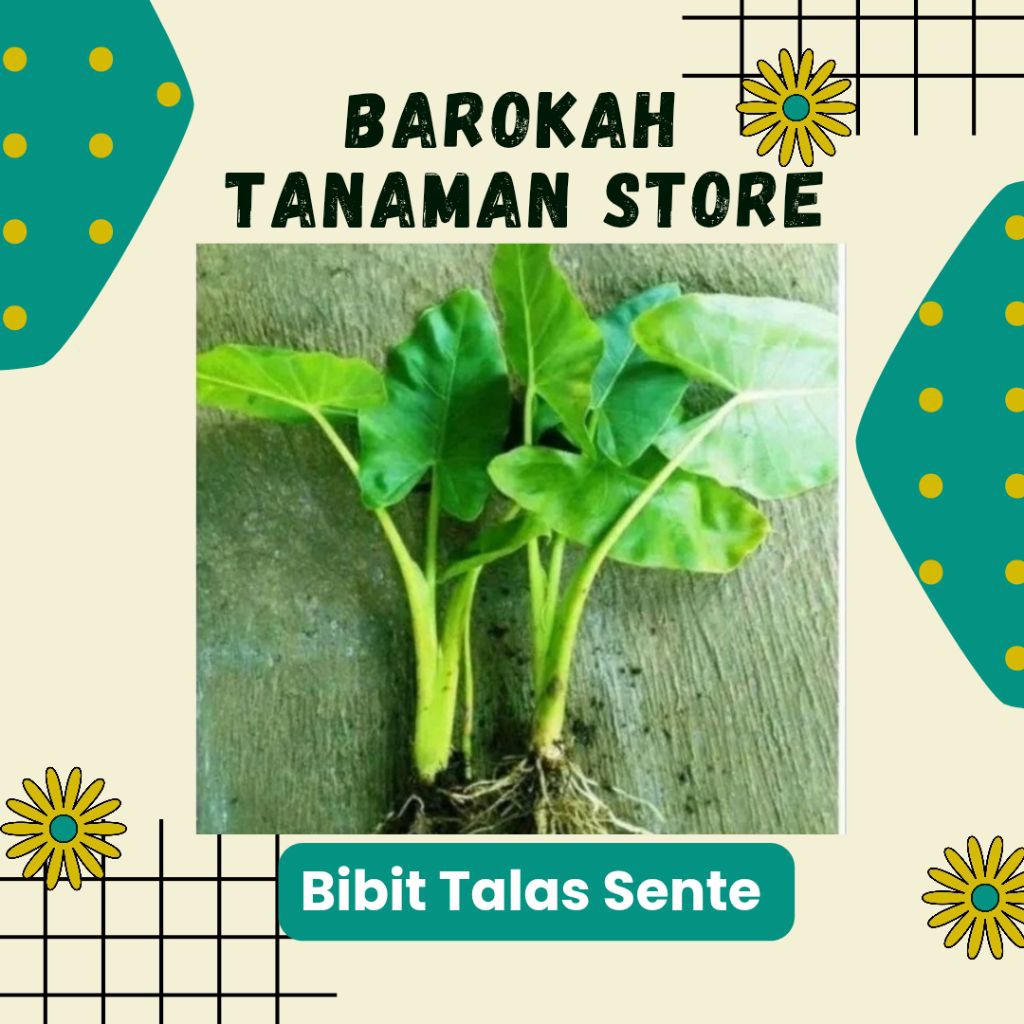 BIBIT TALAS SENTE / TALAS BESAR Unggulan Siap Tanam