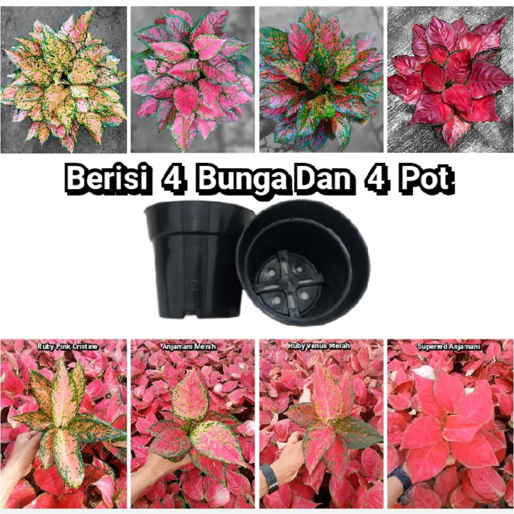 paket 4 macam aglonema dan 4 pot - tanaman hias daun