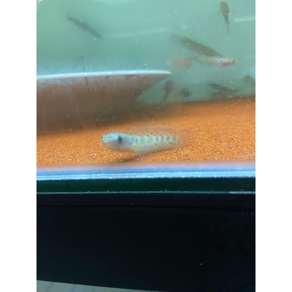 auranti cb china 5-6cm