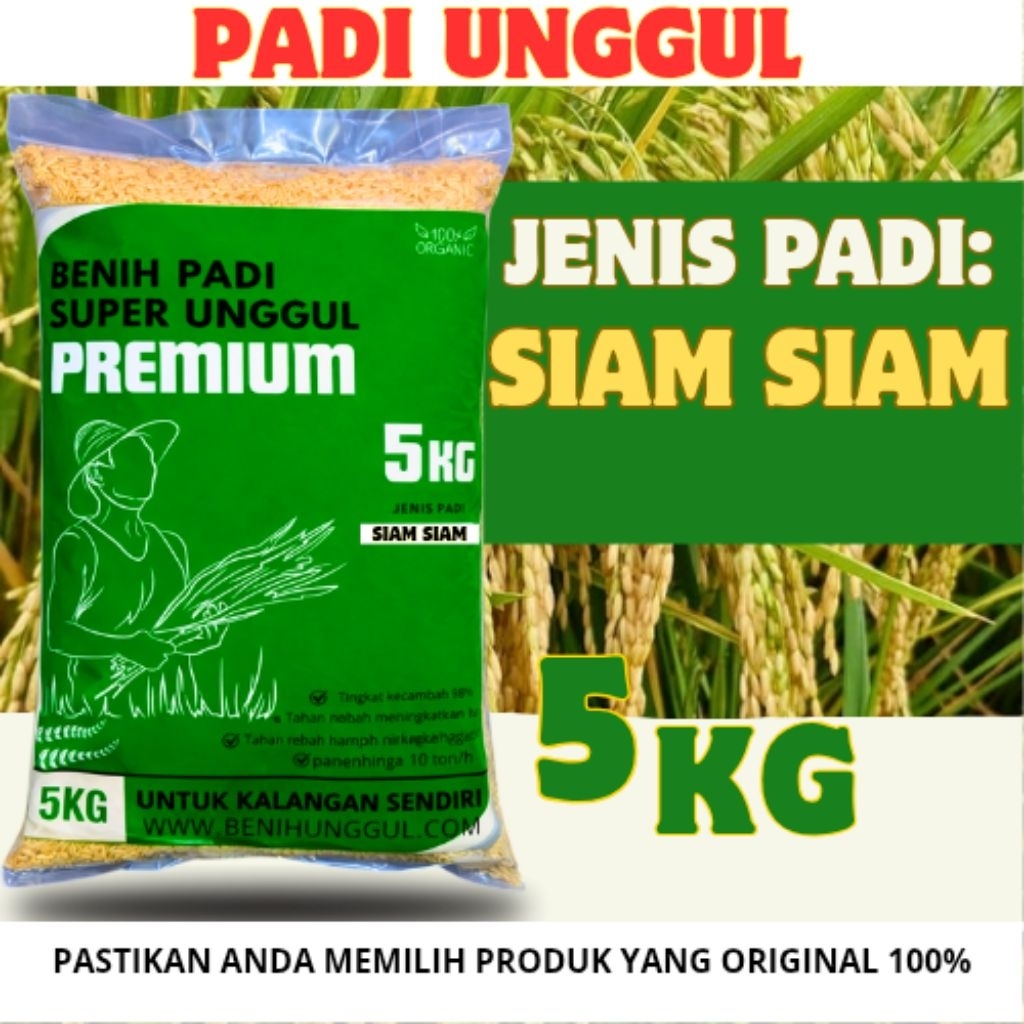 benih padi padi siam siam kemasan 5 kg