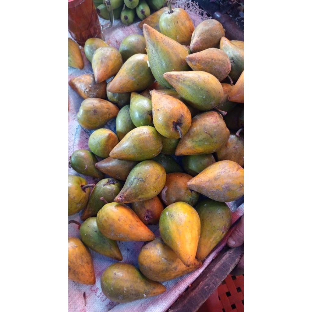 buah alkesa / sawo mentega